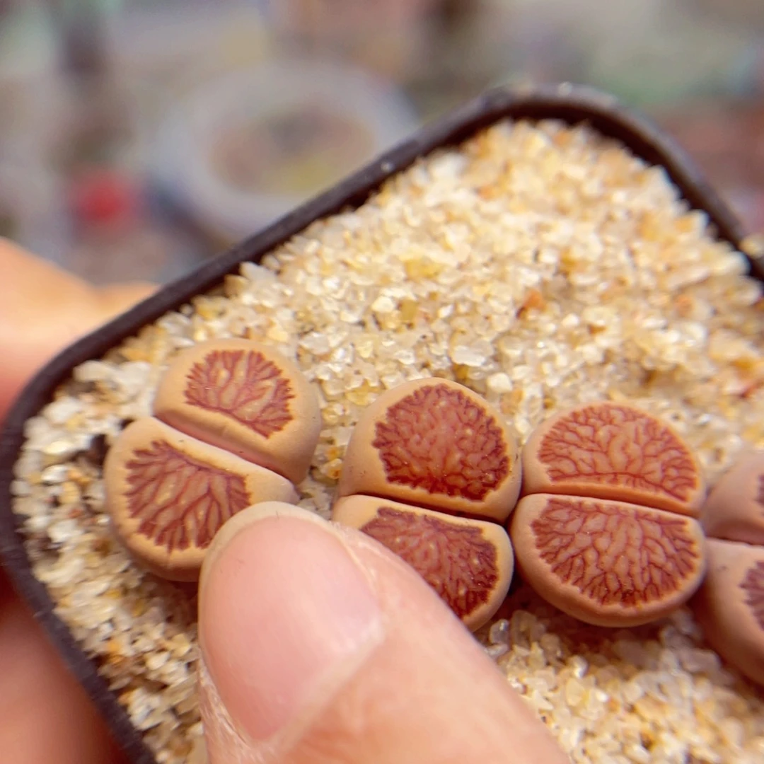 754. 778887578857867