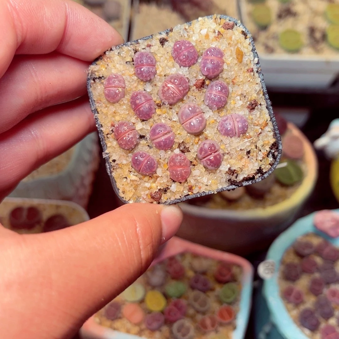 27号带盆包邮发货