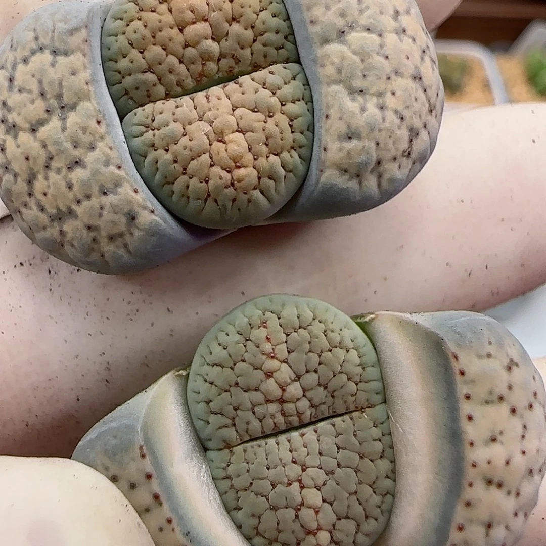 006德州玫瑰福利