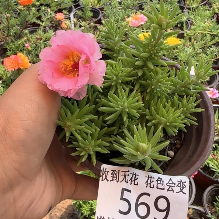 全部花朵569 超小苗盆口10cm
