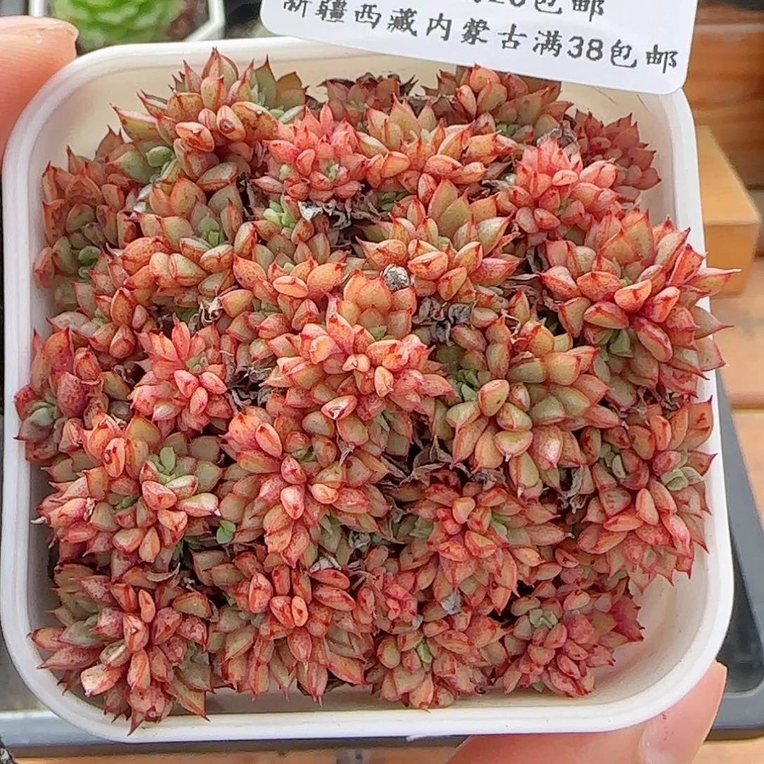 多肉0623-182福利福利