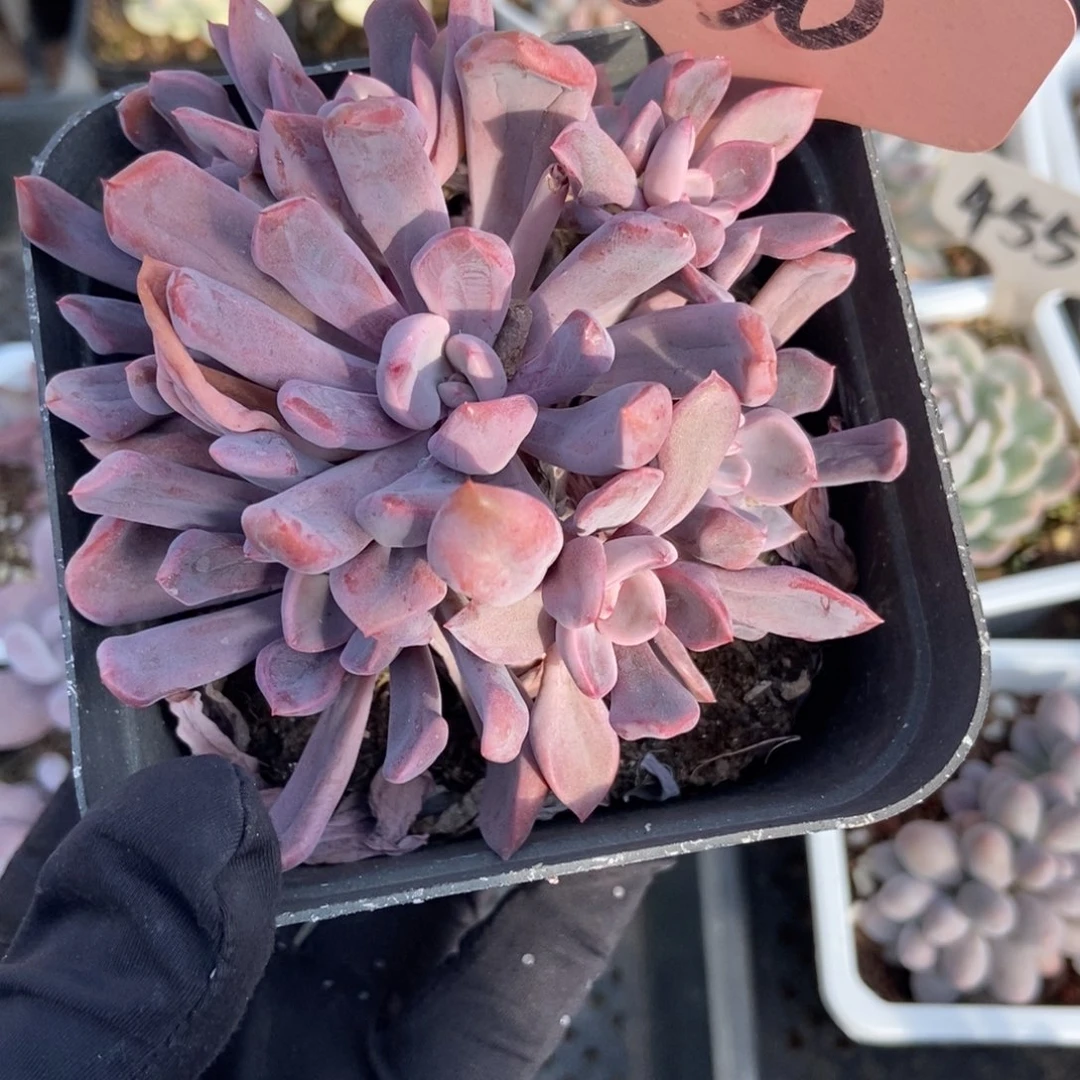 630丘比特多肉植物