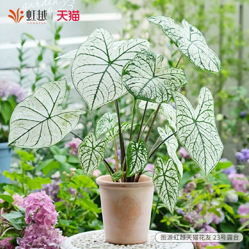 彩叶芋盆栽好养室内外