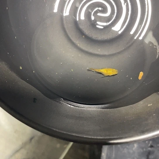 青鳉鱼黄金海王星观背青鳉