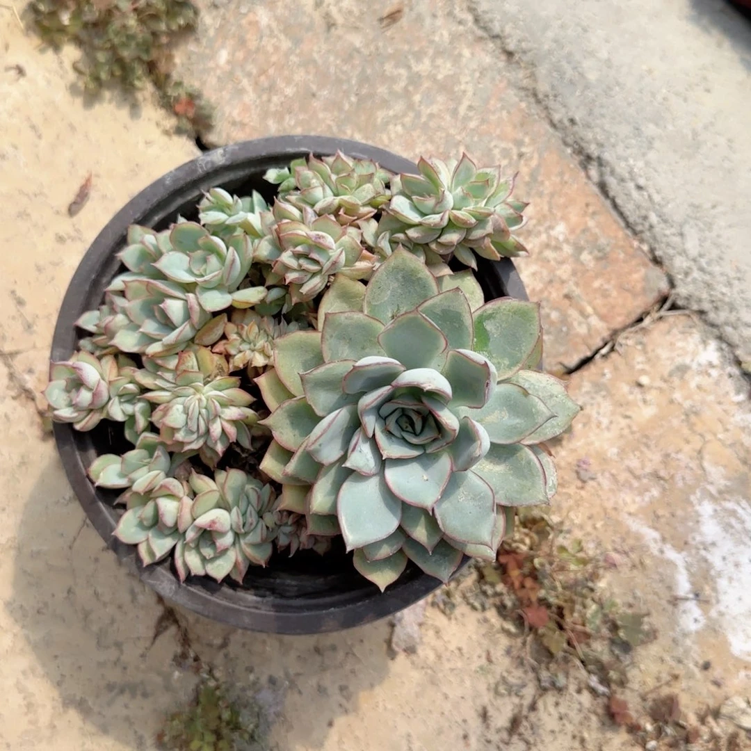 无花朵150月光女神缀化无售后