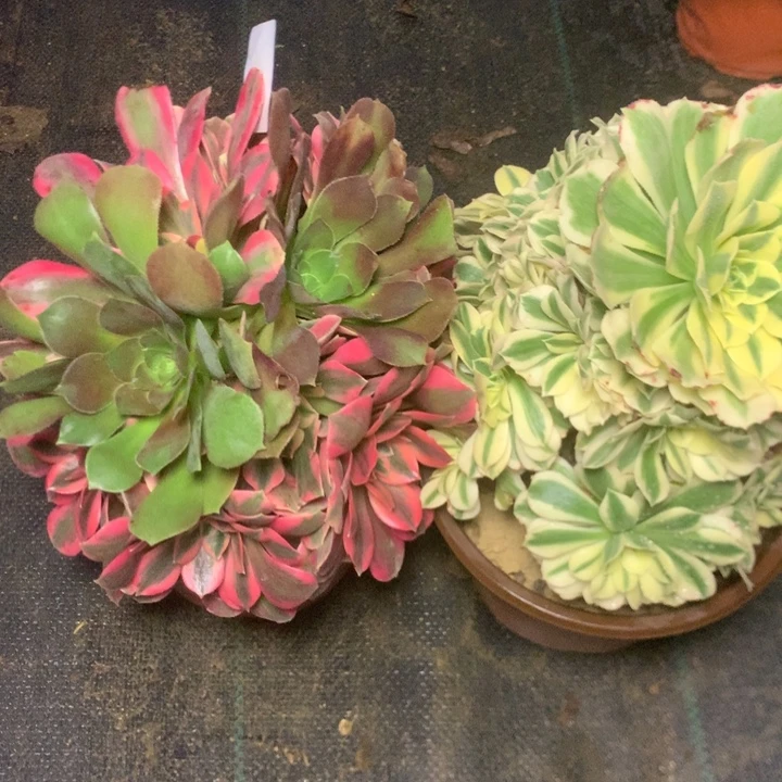 46两个开播福利多肉植物