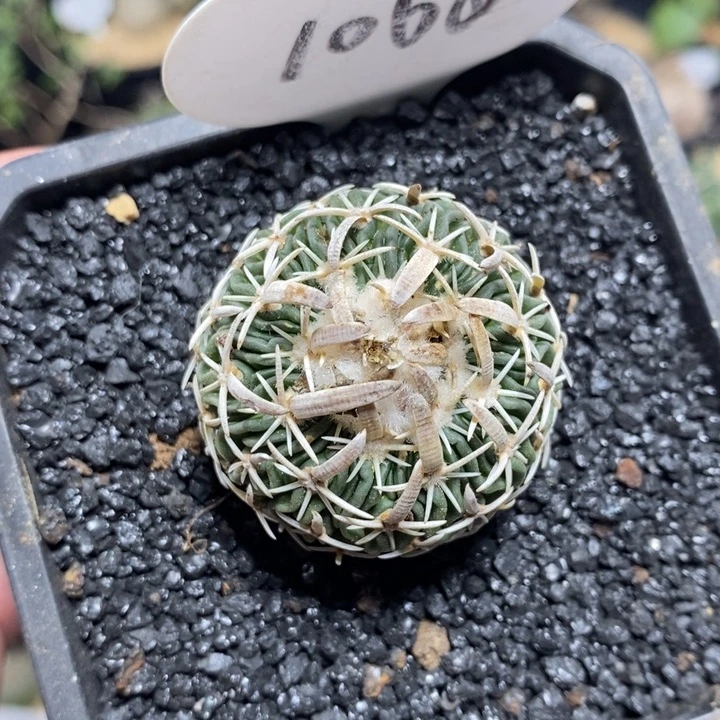 实生太刀岚1068号3.8cm