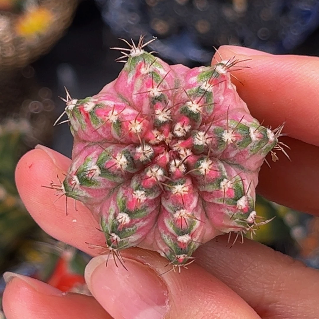 粉海神 米哈仙人球