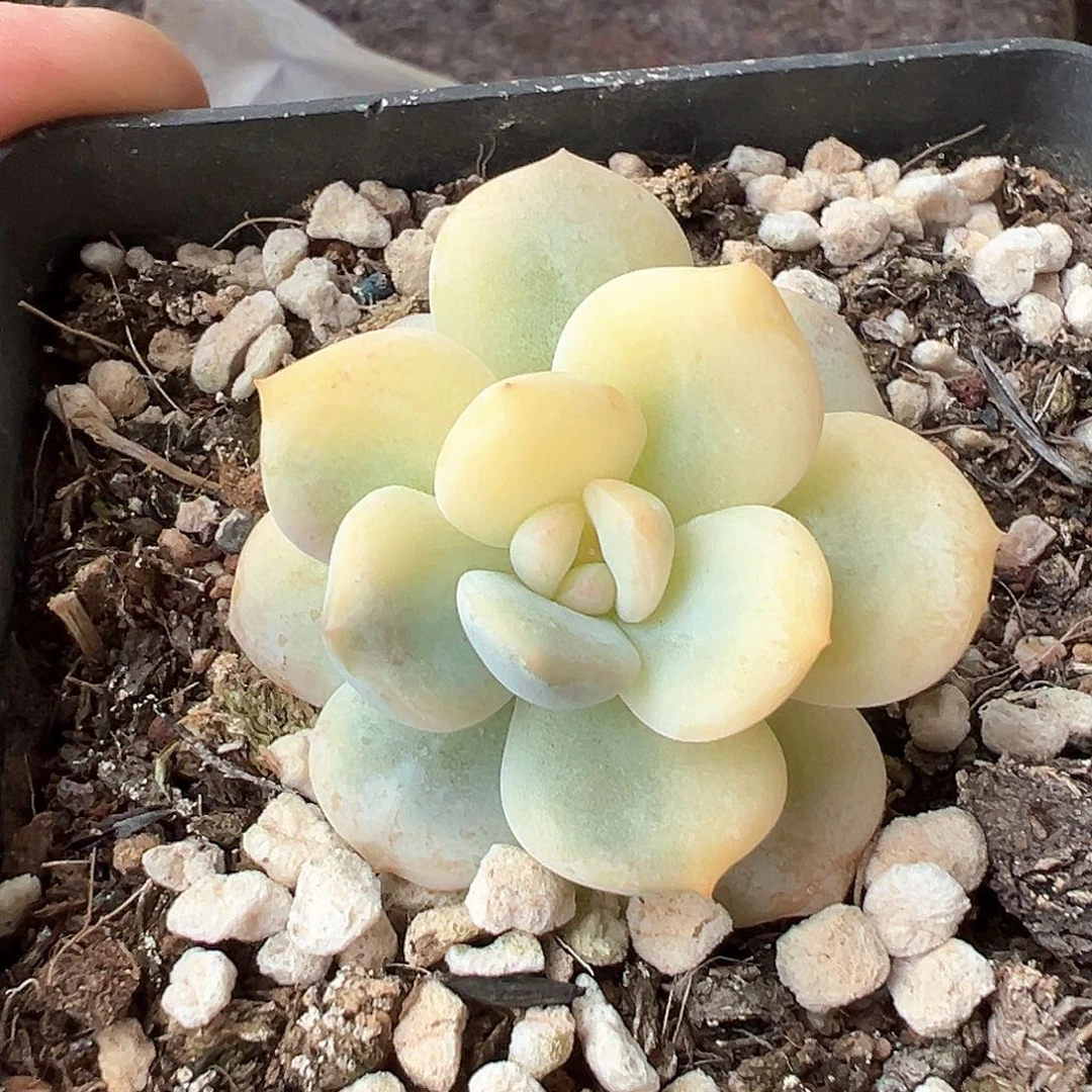 梦露锦 小方花圃一单包邮非偏远