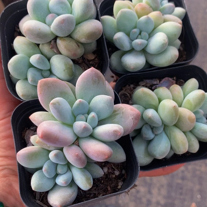 香水双头 （满9.99包邮不满9.99发叶子）