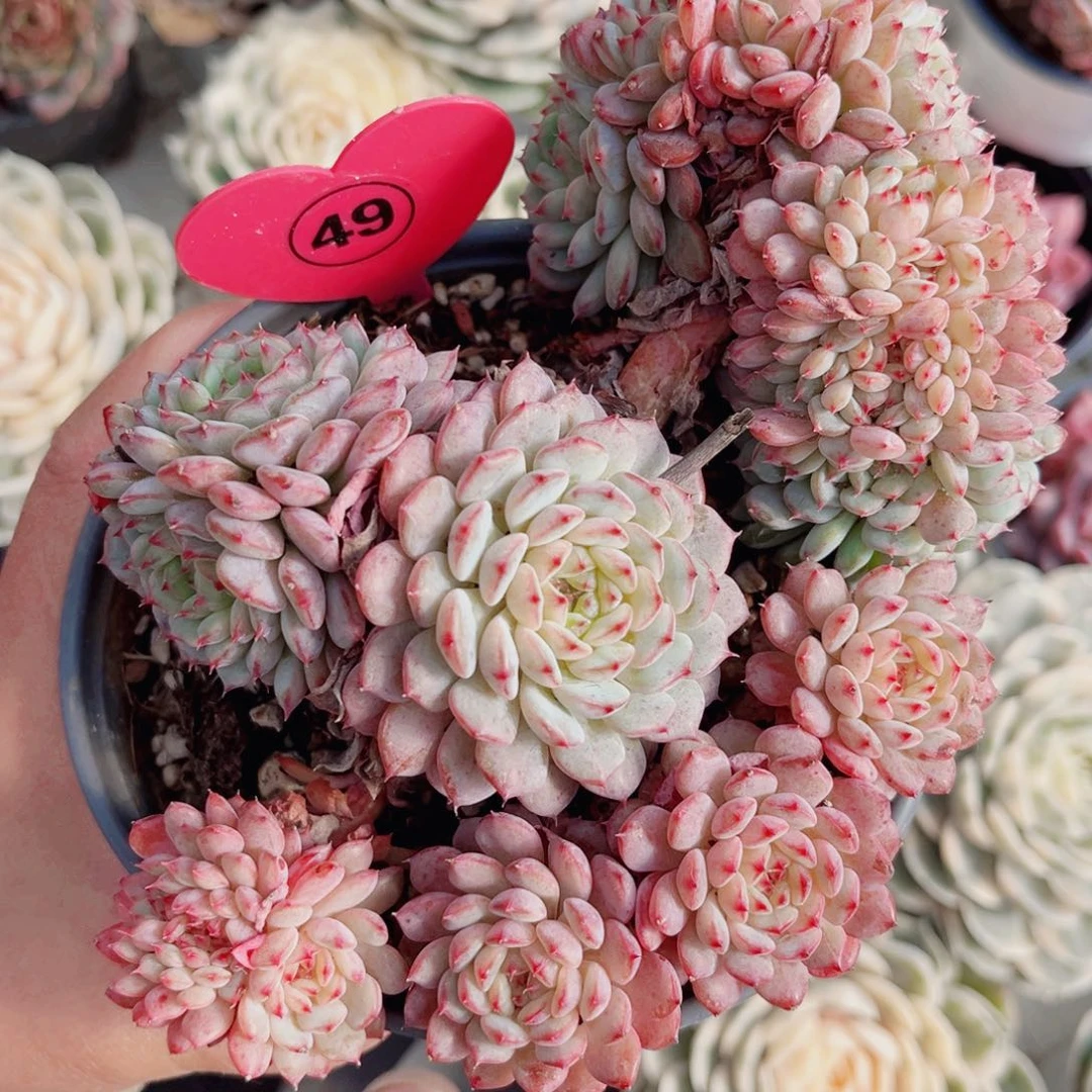 49号小老桩白胖子缀