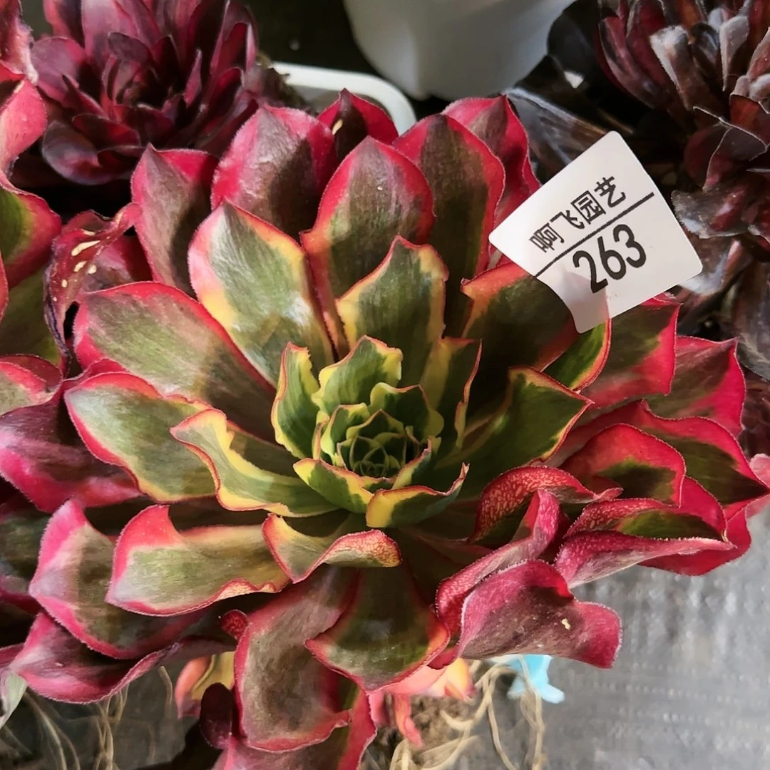 帝*263多肉 魅影寄养