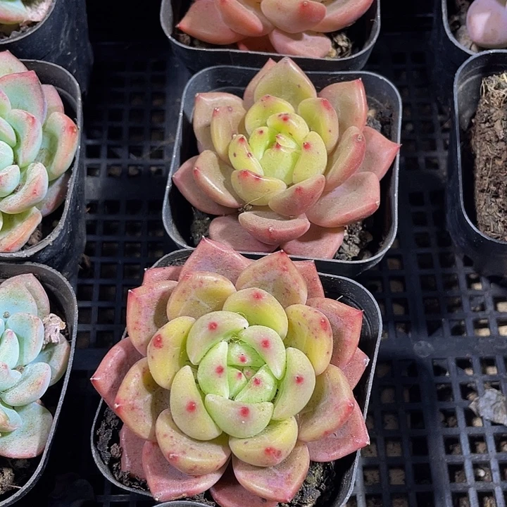 红酒香槟带盆土发