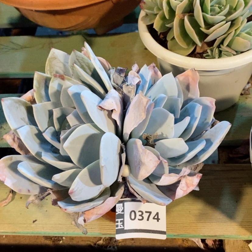 【闪购商品】白莲0374