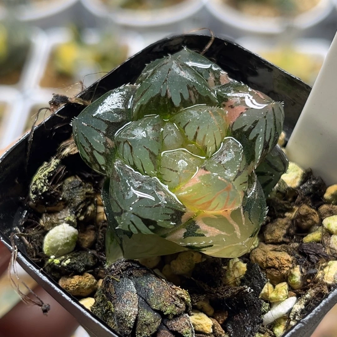 73实生玉露锦福利专场