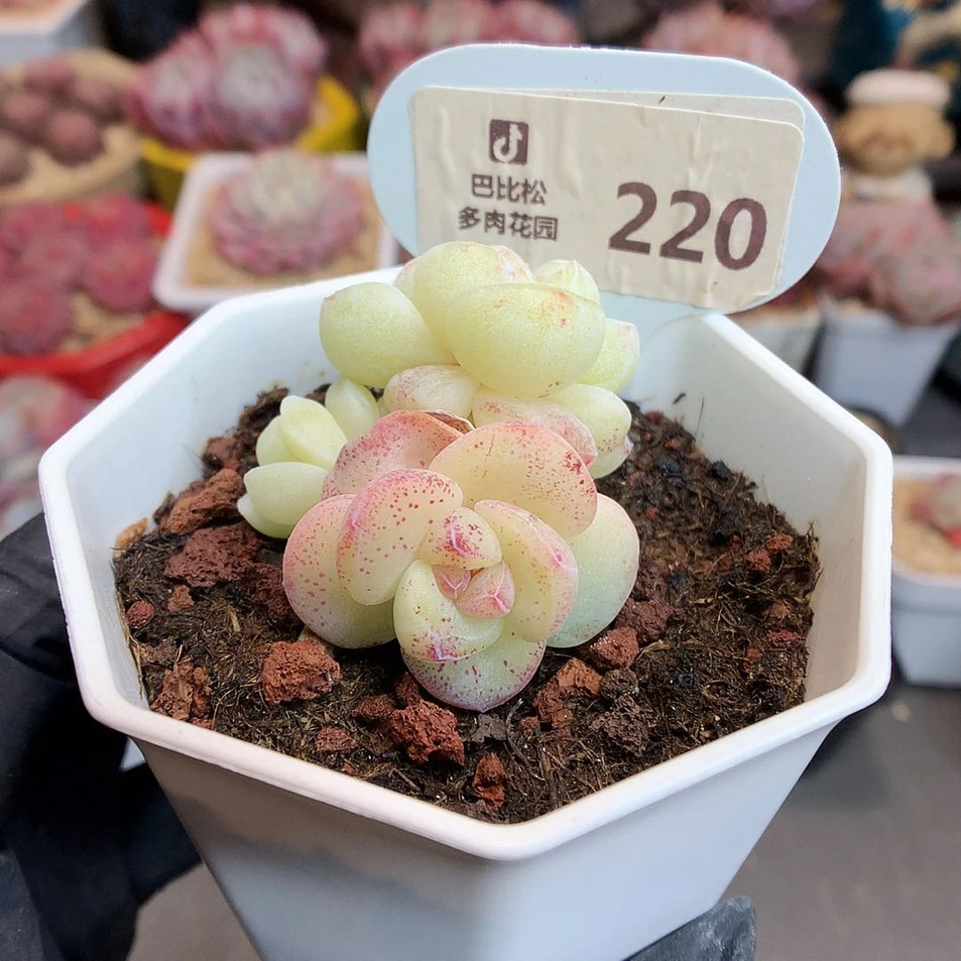 220 冰玉石化多肉