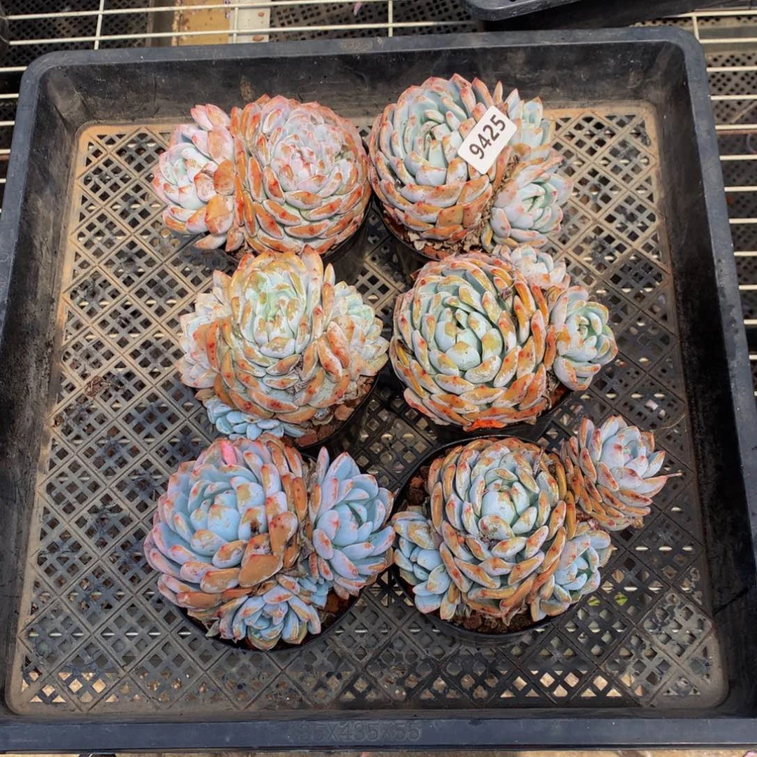 9425六个嗯嗯嗯嗯嗯嗯好喜欢