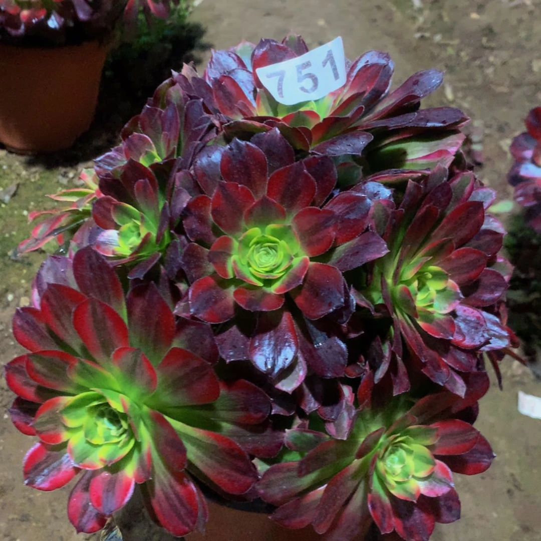 【闪购商品】751安娜多肉