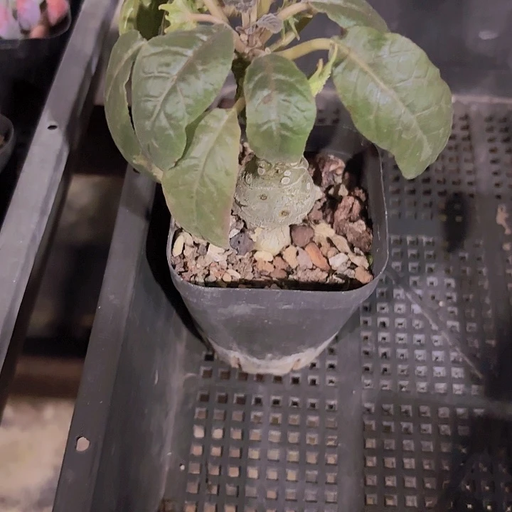 留桑多肉植物快根