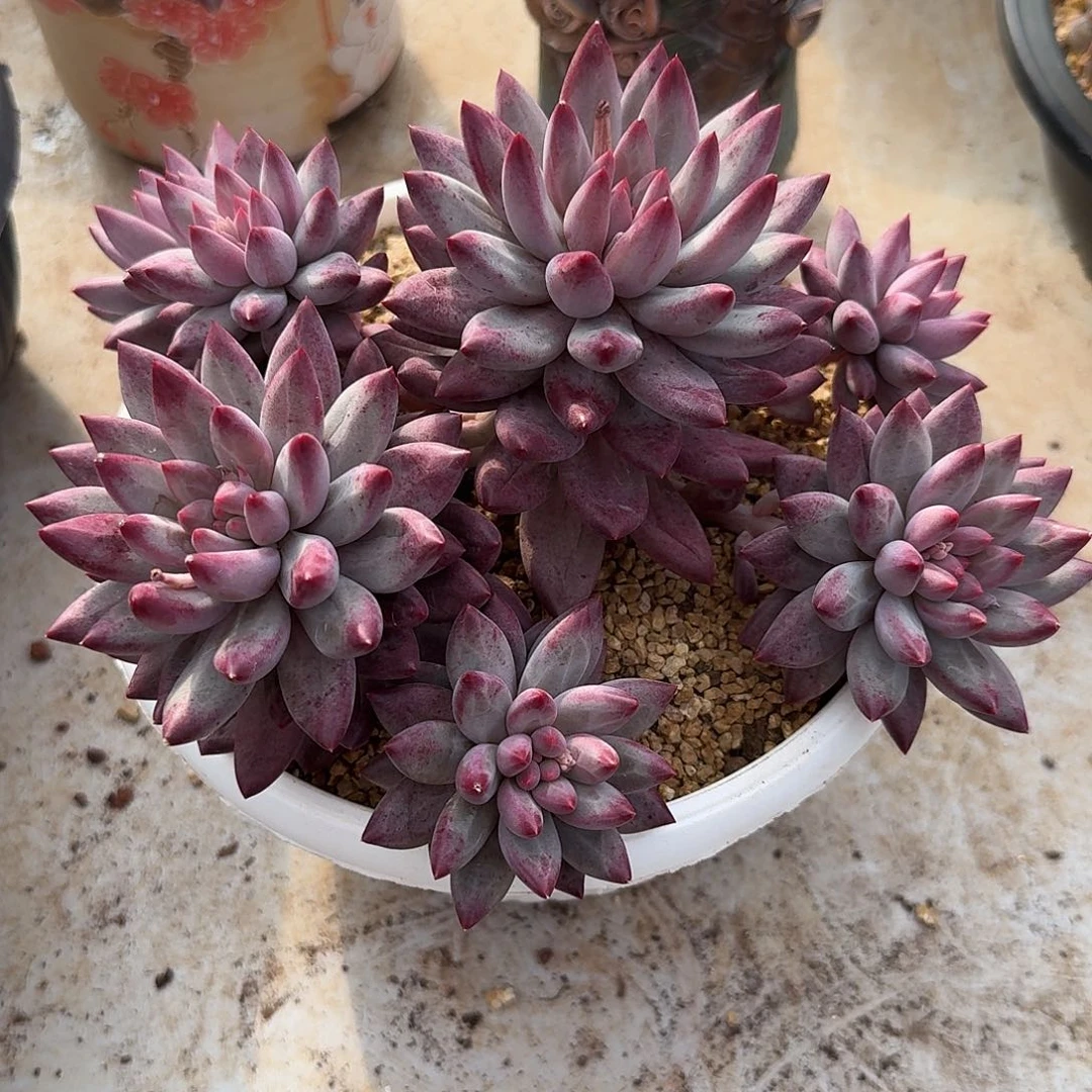 虞美人整无砍群生