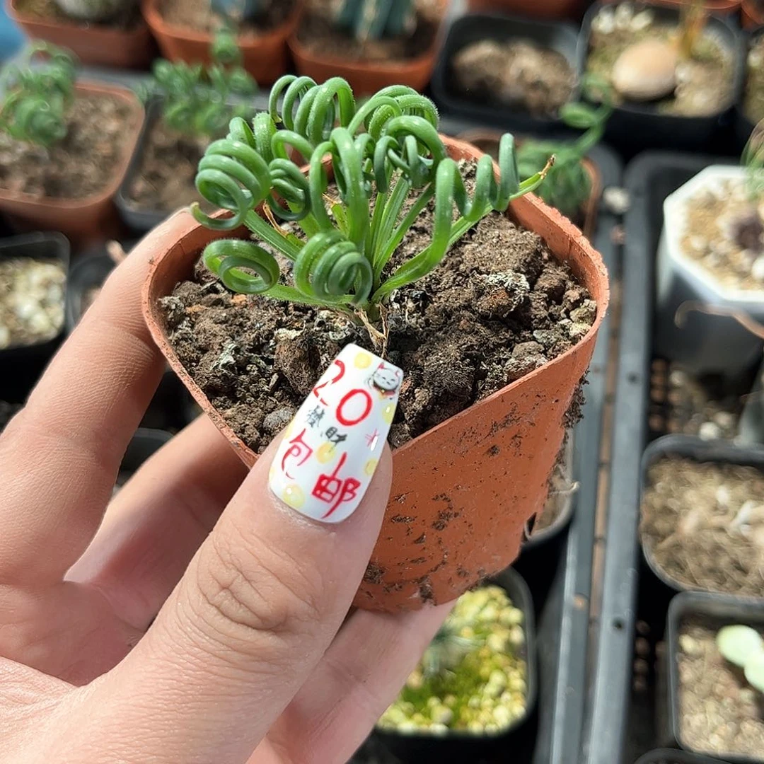 弹簧草单头发货有根