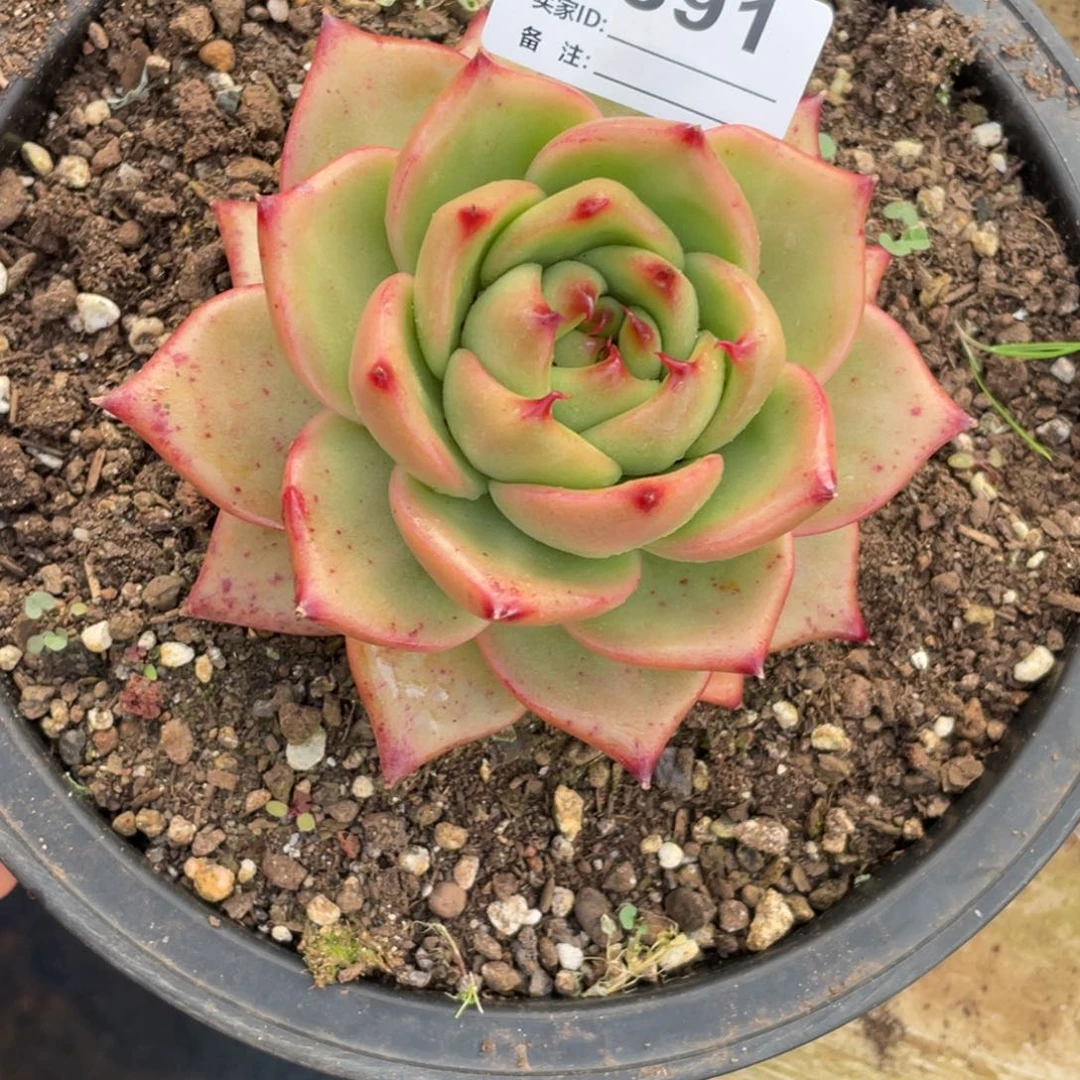无花朵若如东云单拍E391