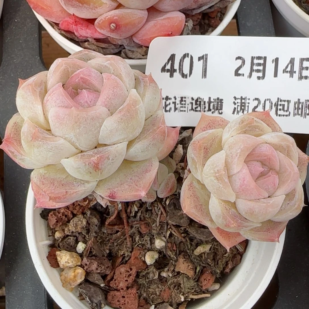 花语逸镜0214-401