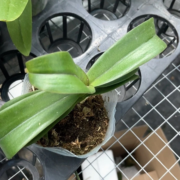 砂糖橘微瑕疵3.0