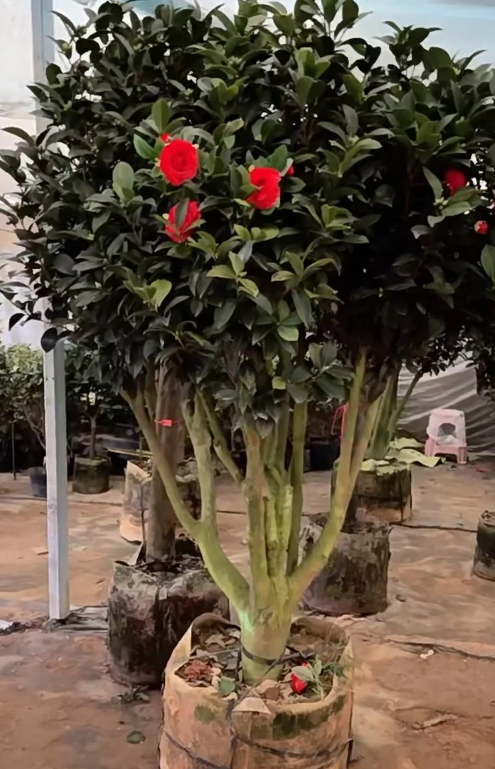 别墅庭院大型四季开花四季常绿山茶花