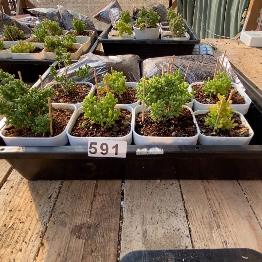 枝干番杏多肉植物591