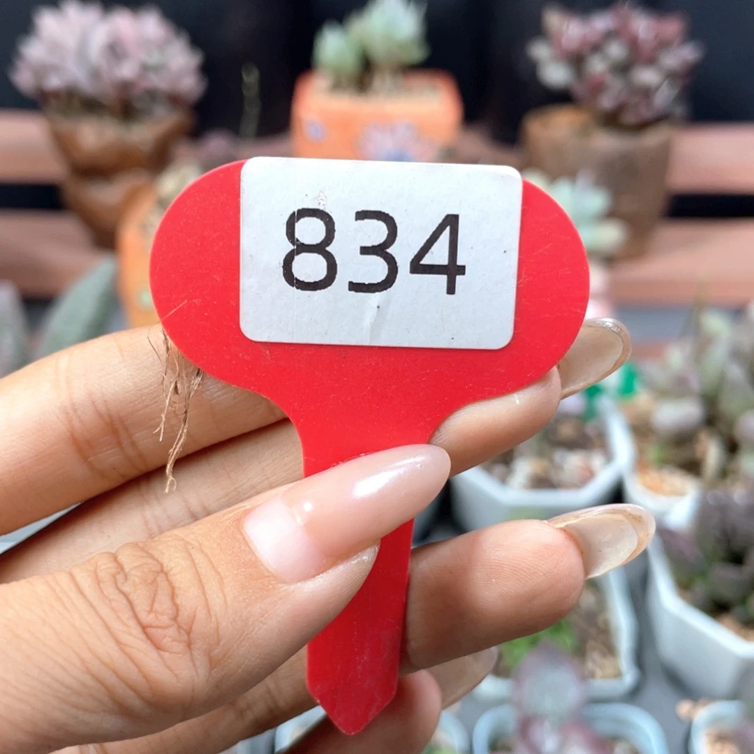 南***初福利。   834。