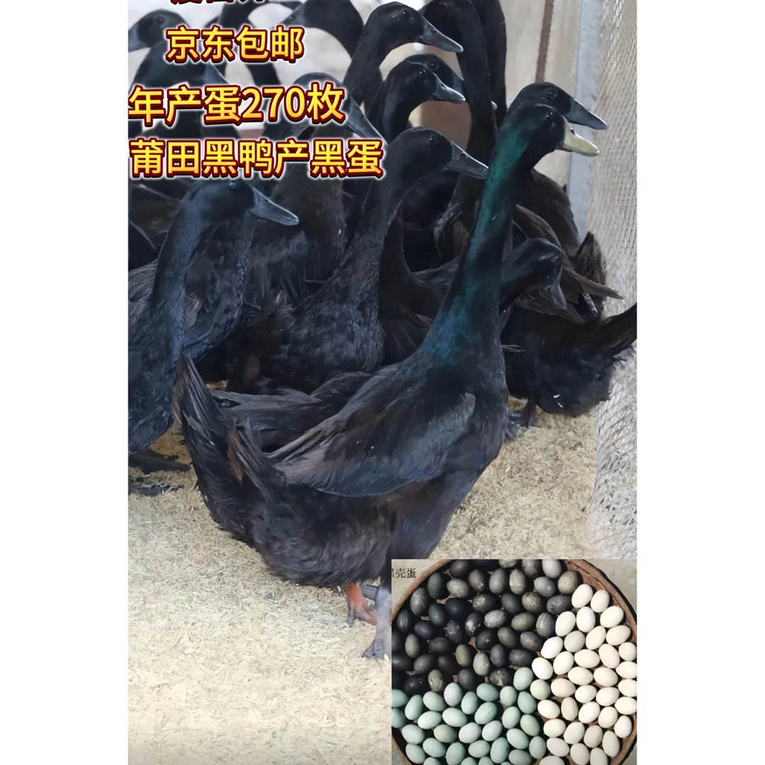 宠物鸭莆田黑鸭半斤左右黑壳蛋鸭产蛋王脱温好活黄鸭鸭宠物严选