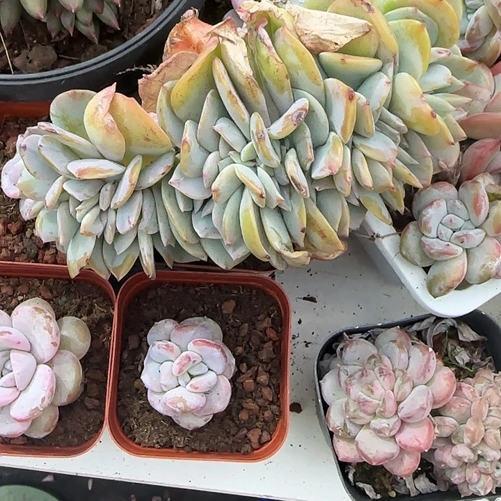 漠***漠青蛙王子儿童牙膏11