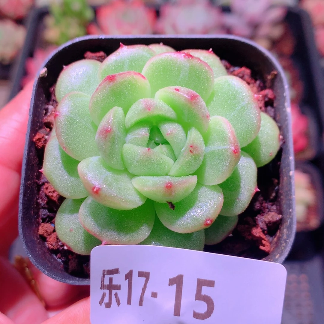 乐然17-15 新品单头