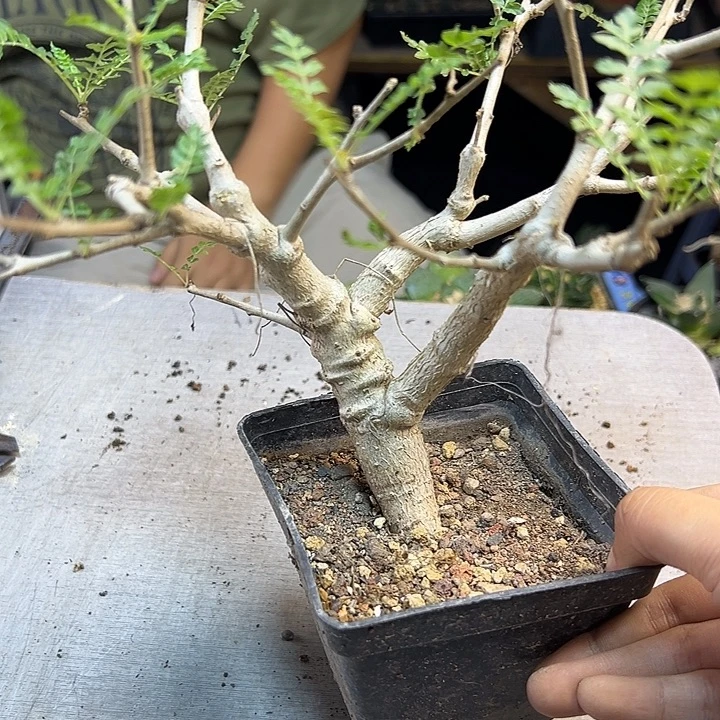 12号实生尼勒达乳香带盆