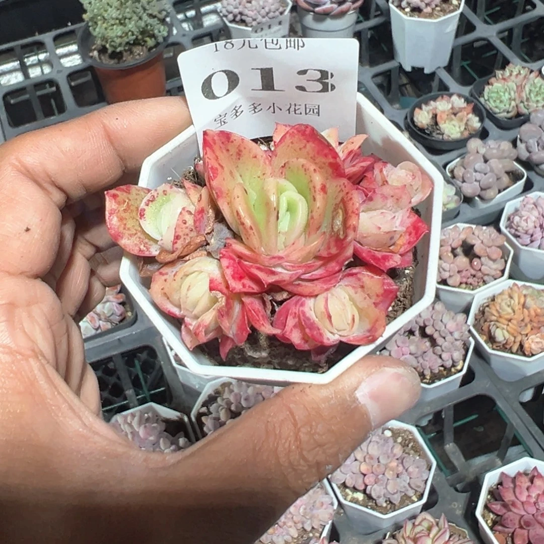 013号冰玫瑰群一物一拍满18包邮