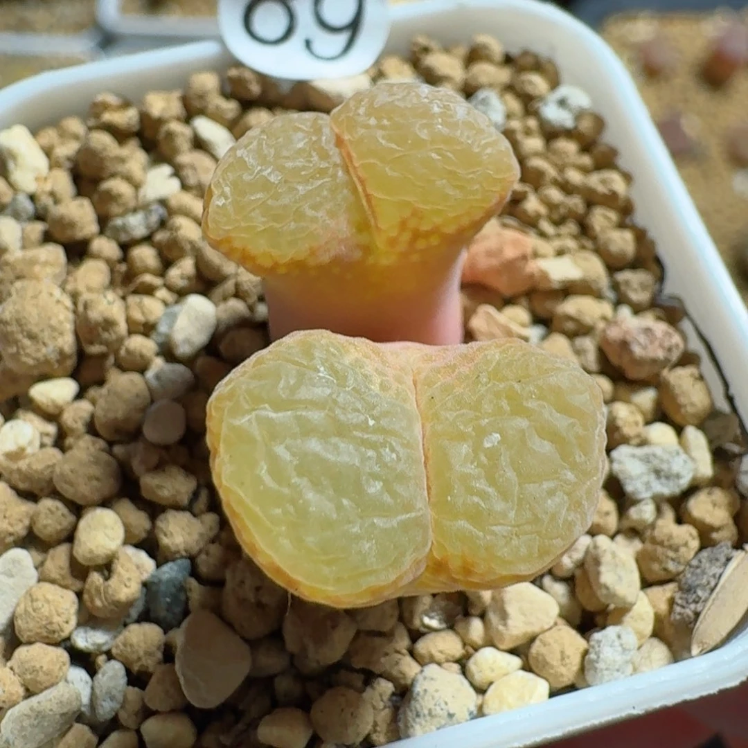 89......多肉.......