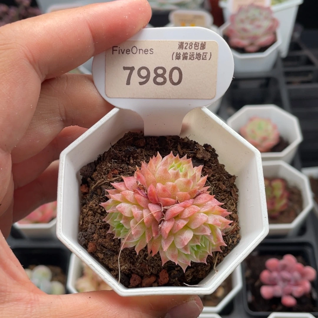 朱砂痣7980-4.5厘米
