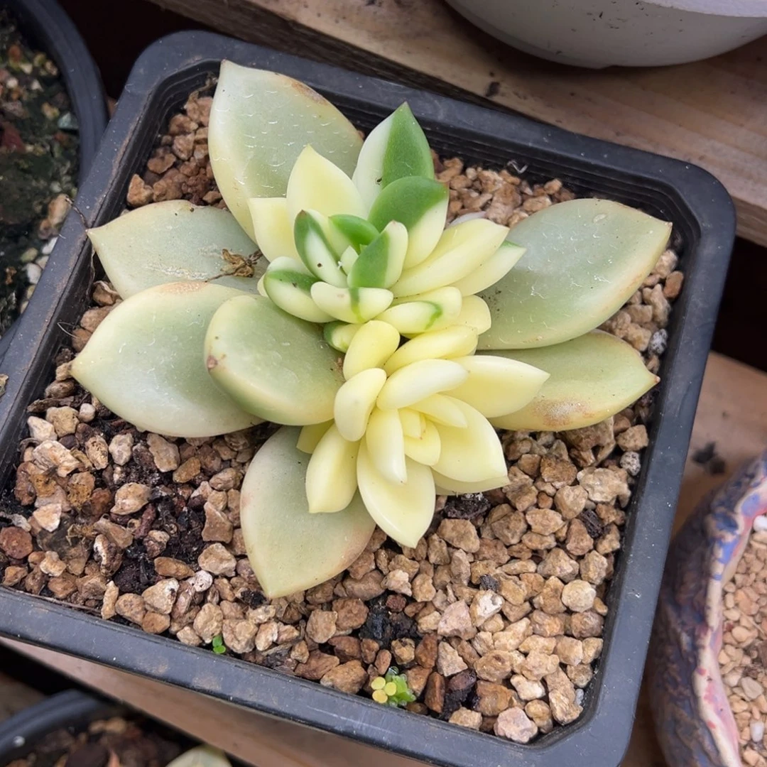 祝之松锦 夏鸣园艺