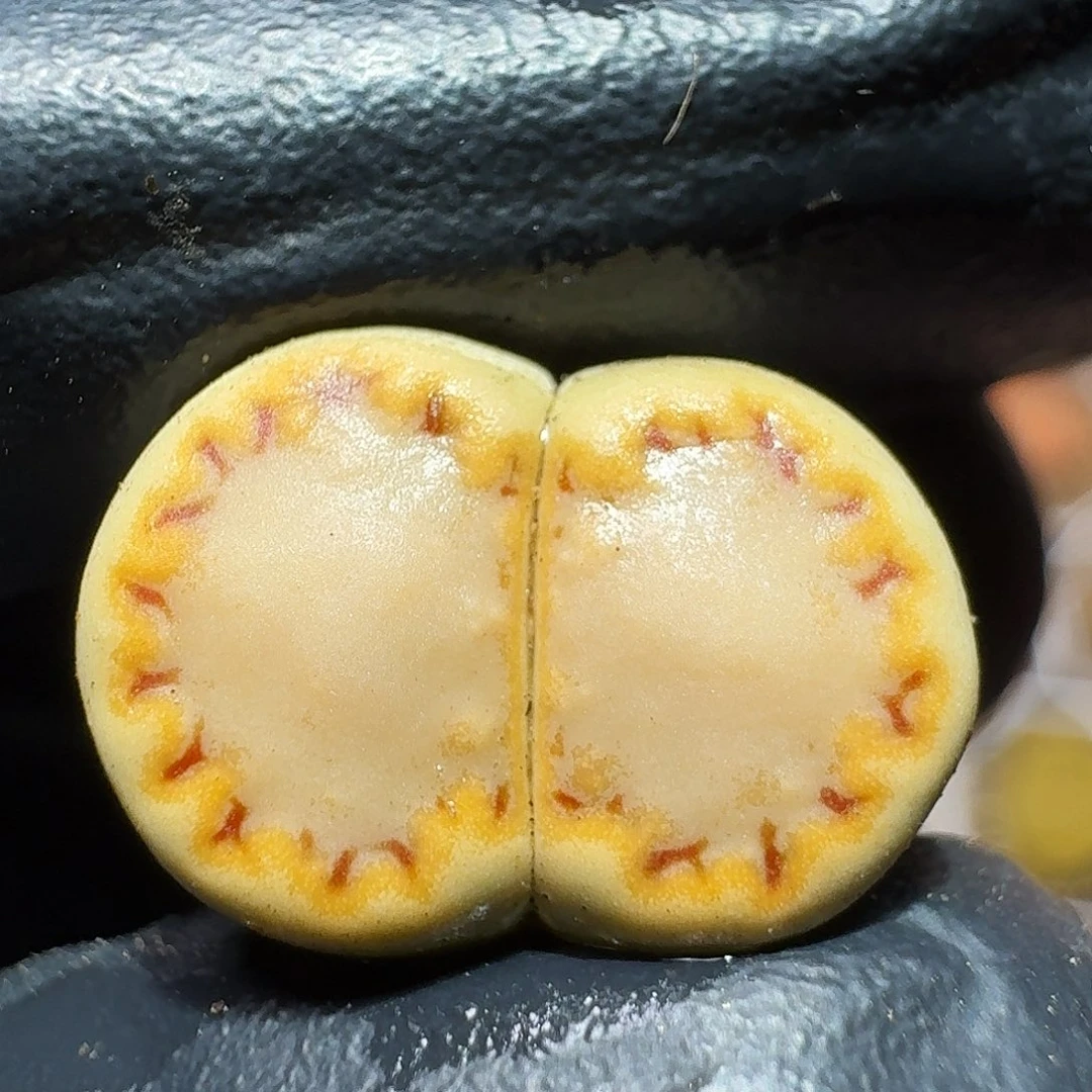 生石花等11111111。  150