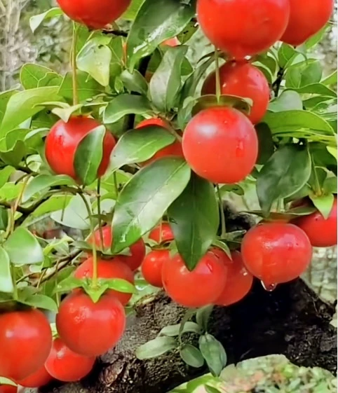 金蛋子 老鸦柿盆景 一物一拍