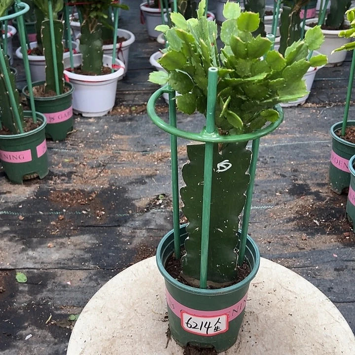 白色蟹爪兰原土带花架