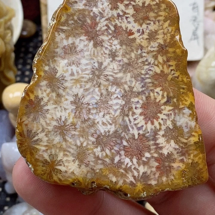 颈饰未镶嵌硅化珊瑚(珊瑚玉)