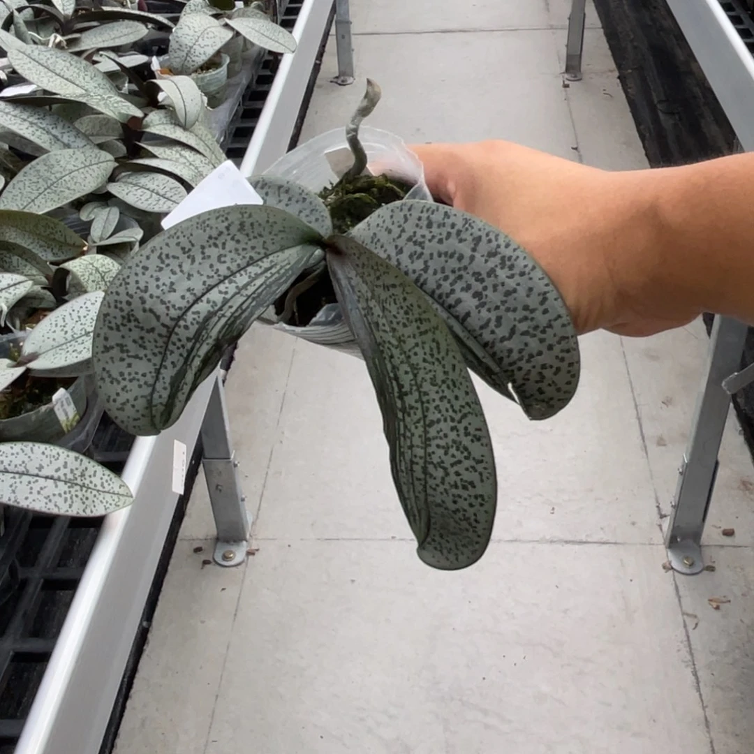 完全开放1741 2.8变异叶 玉兔 一物一拍