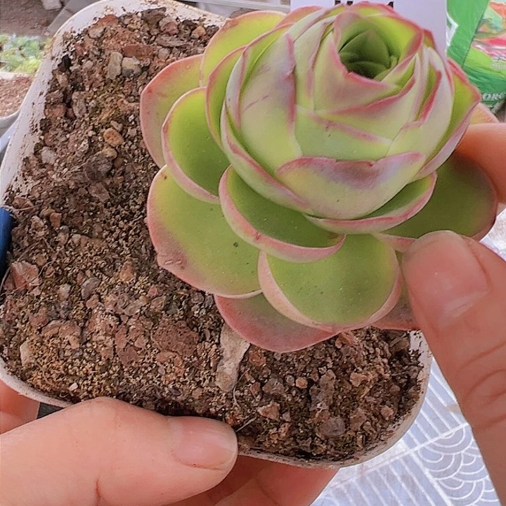 山地玫瑰大型帕尔马04