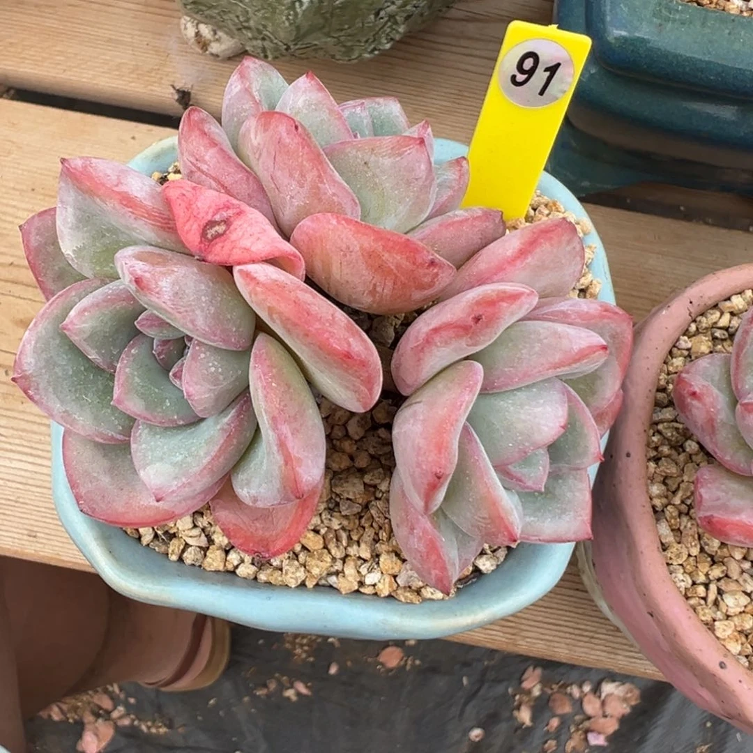 小***妹91号泡芙带盆土0000