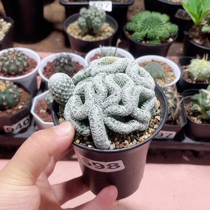 698白鸟缀化仙人球
