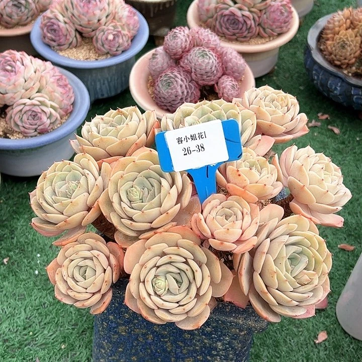 26.38璨露脱土一个