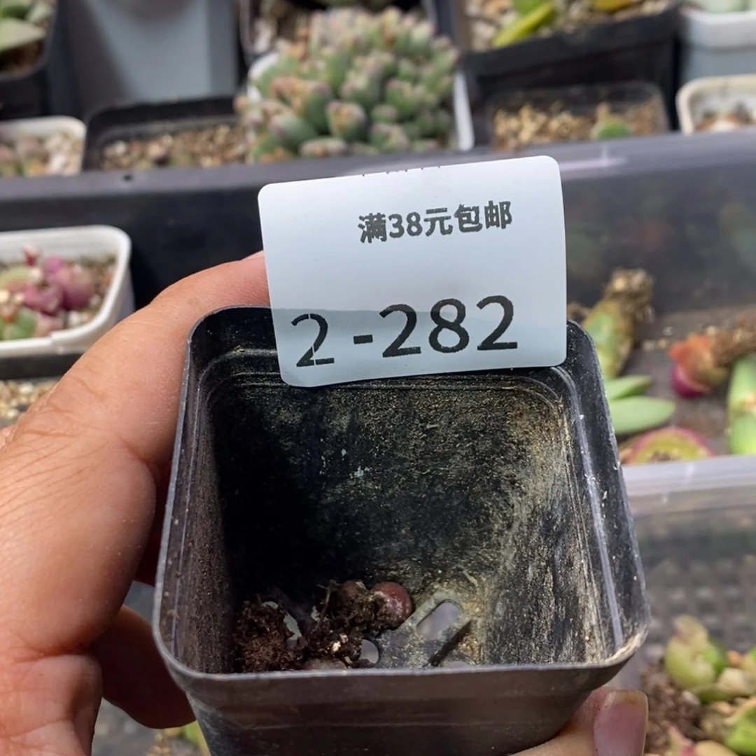 4*55555556665666656668