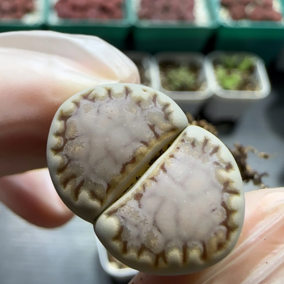 10.30 福利217饼干 5020